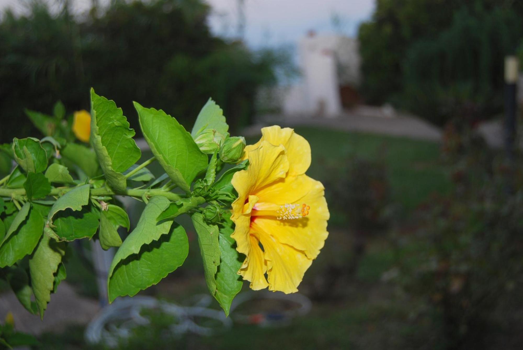 Villa Akrata Exterior photo